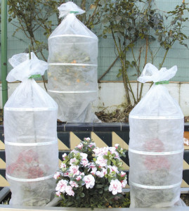 Proteger plantas del frio