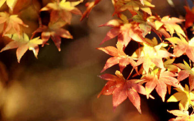 Mayo: Consejos de otoño